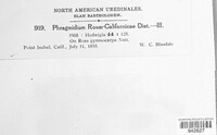 Phragmidium rosae-californicae image
